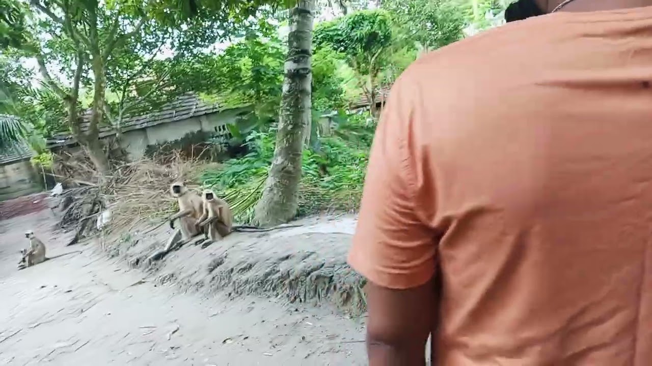 বানরের ঝাঁক চলে আসছে আমাদের বাড়িতে