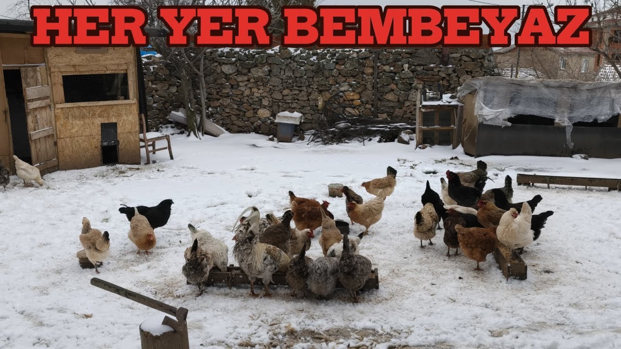 KARLI HAVADA KÜMES AÇILIŞI | BEKLENEN O KAR GELDİ