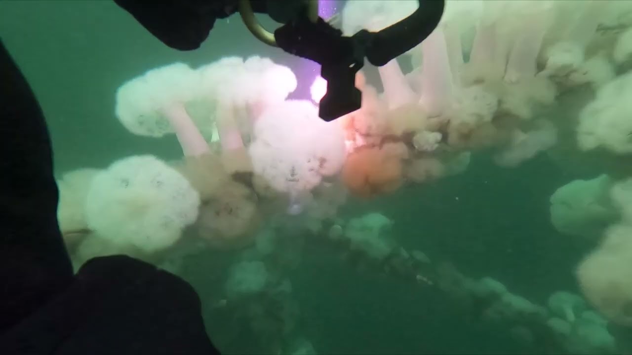 Mukilteo T Dock Highlights