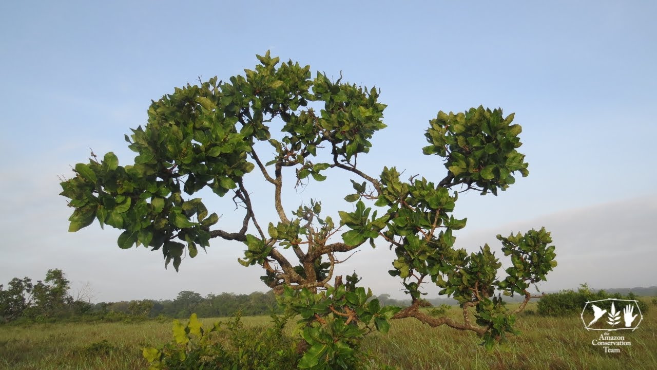Forest types of Suriname: Savanna and marsh savanna forest in the Zanderij Belt