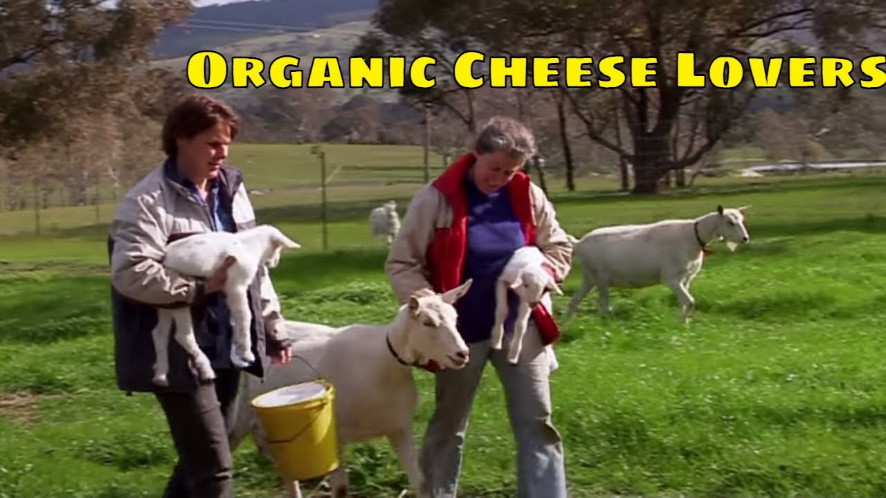Holy Goat, Organic Cheese