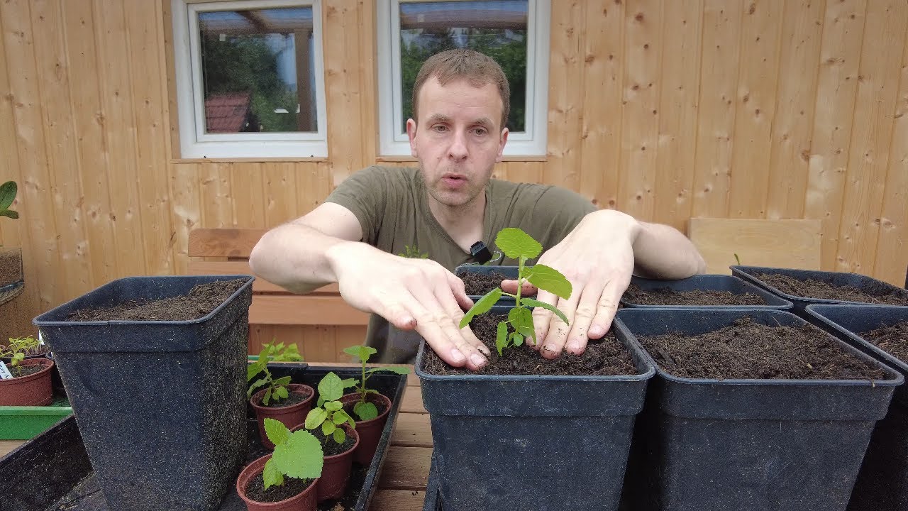 Feigen S&auml;mlinge umtopfen - Feigenbaum aus Samen - Update Feigenb&auml;ume Ficus carica