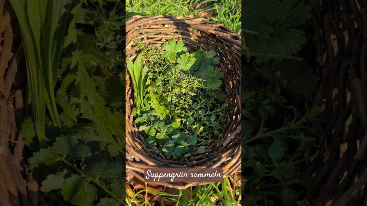 Wildkr&auml;uter f&uuml;r eine gr&uuml;ne Suppe oder als W&uuml;rzkraut 💚🌿 #wildkr&auml;uter #natur #foraging