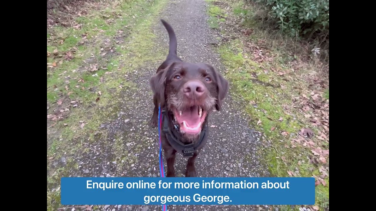 Gorgeous George is looking for his forever home!