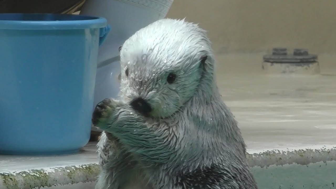 ラッコ　メイちゃんとキラちゃん　ポーズをバッチリ決めました　【鳥羽水族館】Sea otter Mei-chan Kira-chan Toba Aquarium