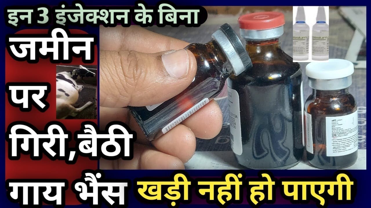 Downers Cow Syndrome/Nervical Disease Treatment 👉