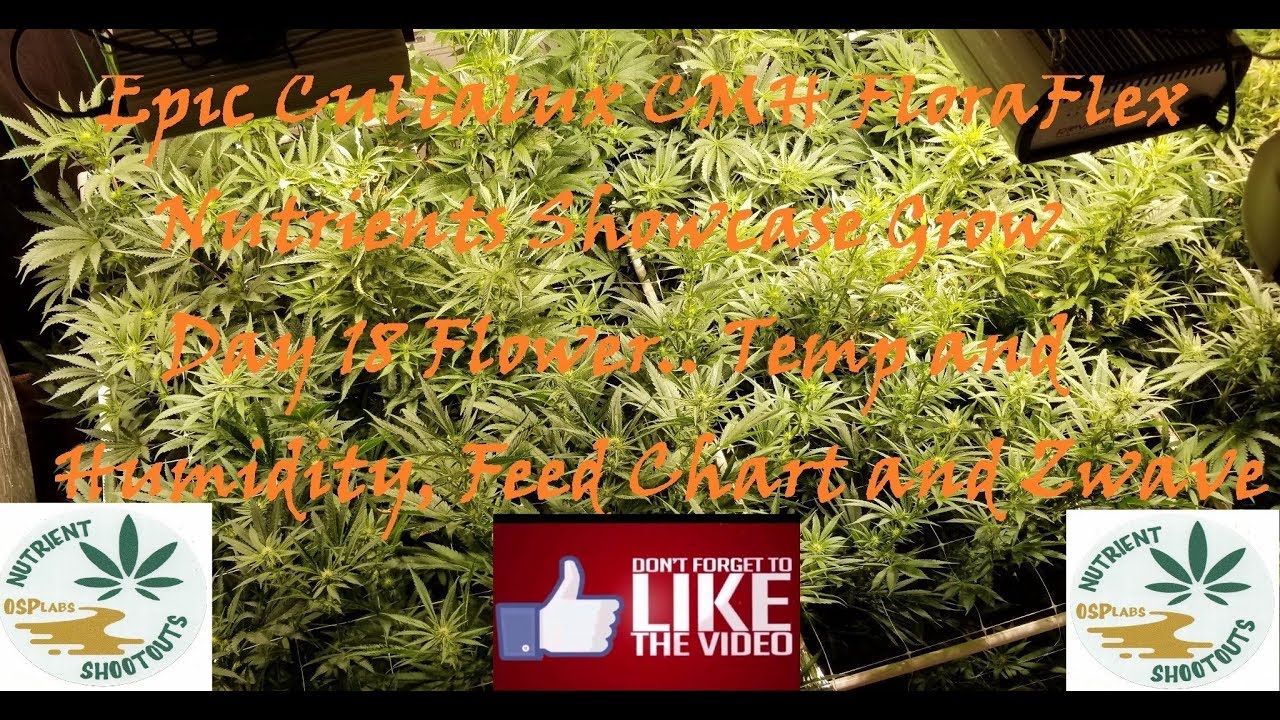 Epic FloraFlex Nutrients Cultilux CMH Showcase! Day 18 Flower!