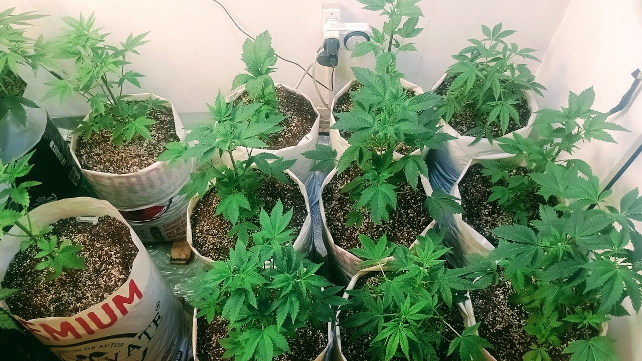 Cultivo Indoor Fotoperiodicas Buenos Resultados De Defoliacion