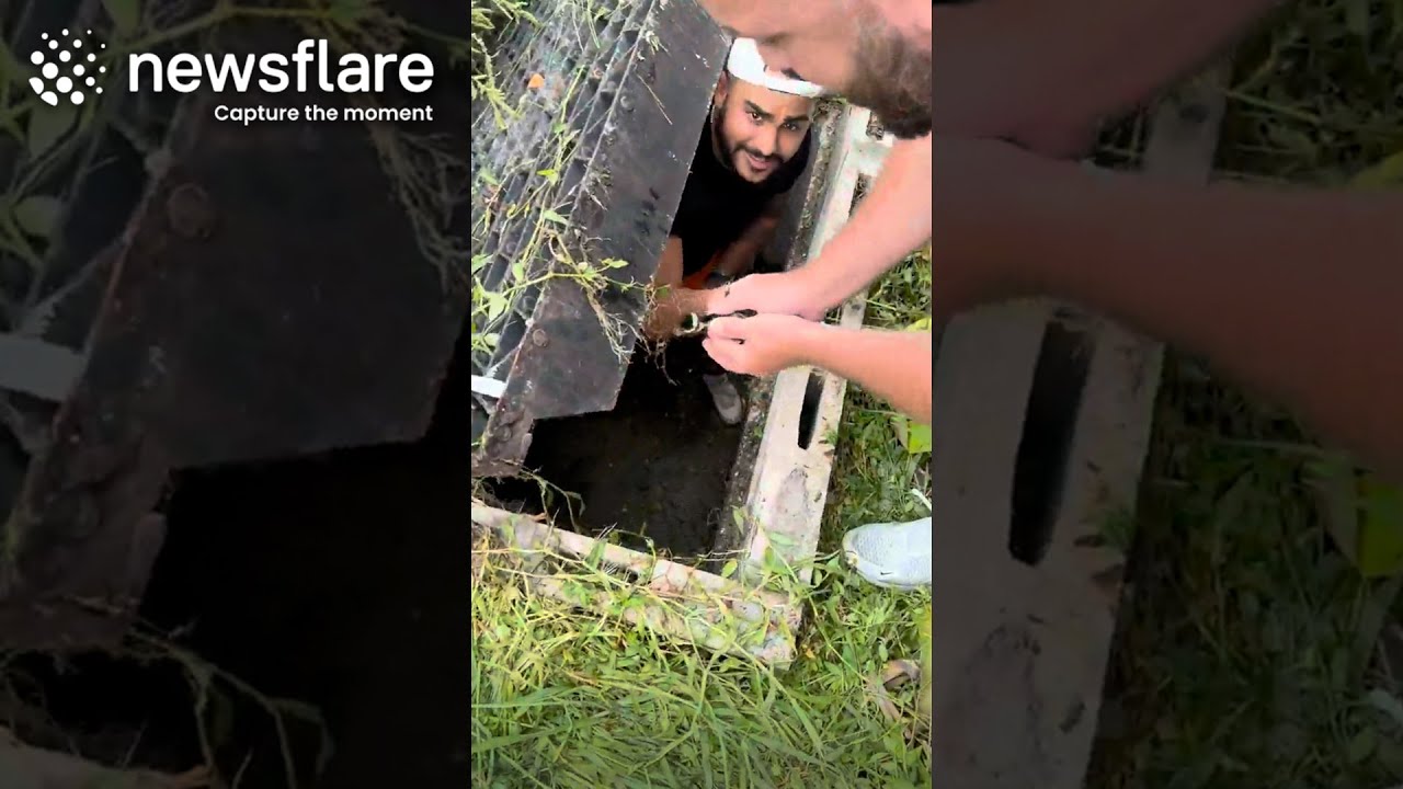 Airbnb Guests Rescue Trapped Ducklings || Newsflare