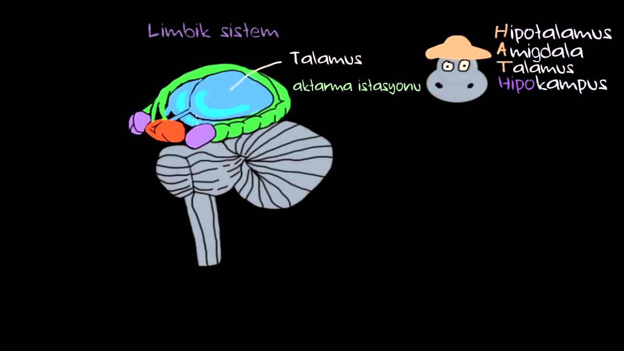Duygular: Limbik Sistem (Psikoloji / Çevreyi Algılama)