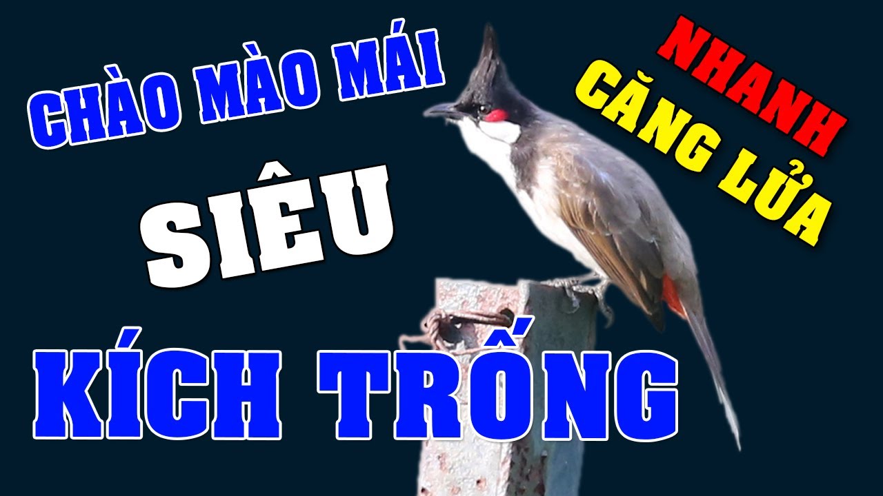 Chào Mào Mái Kích Trống Nhanh Căng Lửa - Cách Kích Chào Mào Bổi Nhanh Ra Giọng Hót Ché #chaomaomai