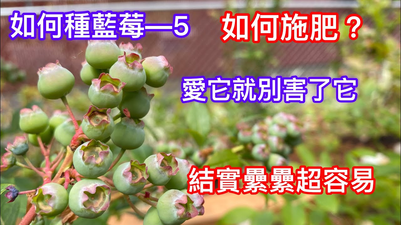 153【如何種藍莓—5】How to grow blueberries 【如何施肥太重要】結實纍纍超容易【如何使用魚肥】