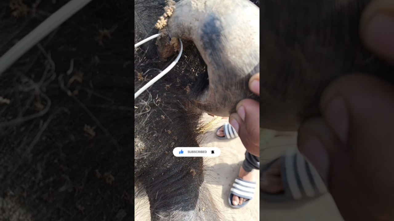 cutting the buffalo's horn#animals #animallife #buffalo#buffalovideo #baffalo@villageworld3940