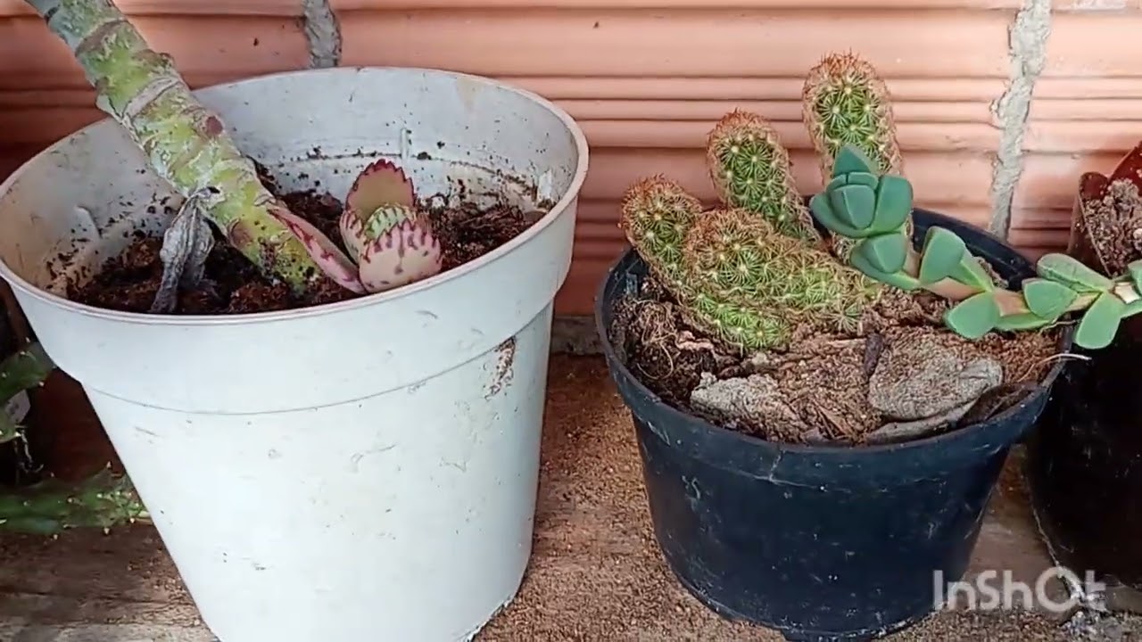 A beleza das flores, apenas com o canto dos pássaros,