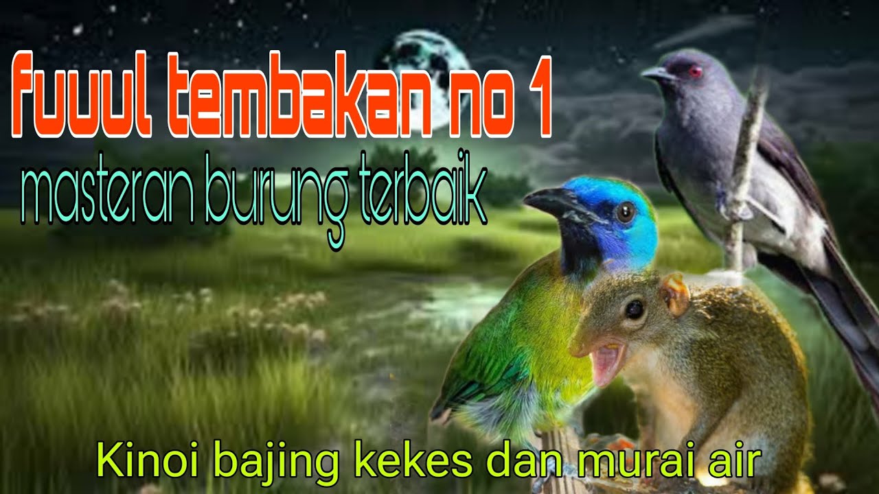 Fuuul tembakan no 1 Kinoi bajing kekes dan murai air 🔥