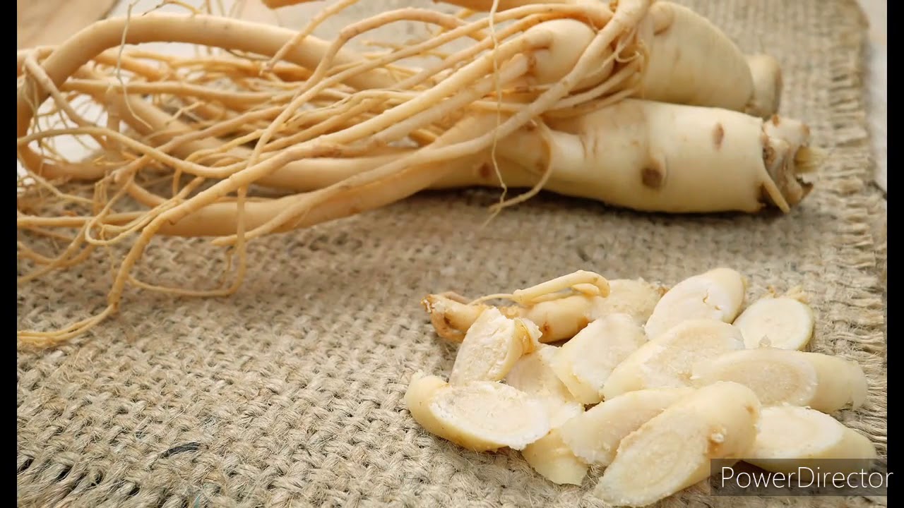 Gingseng Jawa "Pengetahuan umum tentang gingseng jawa" [LC]