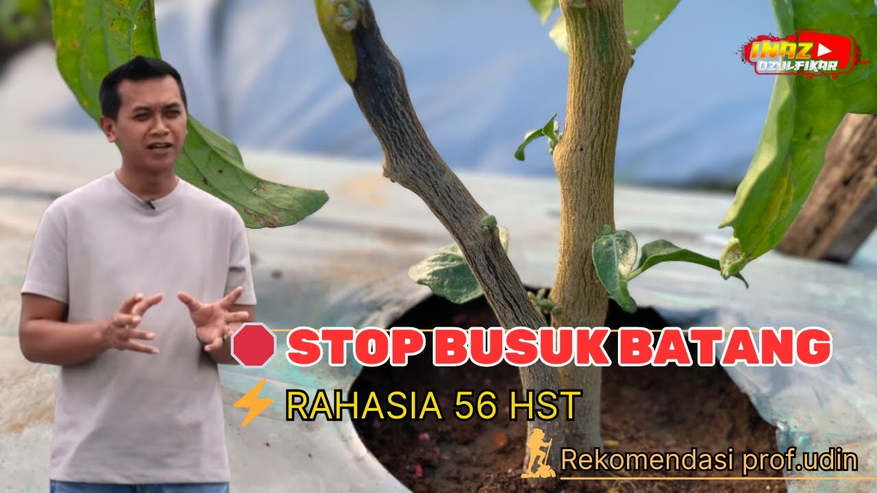 STOP BUSUK BATANG CABE‼️ Rahasia 56 HST yang Jarang Dibongkar Petani