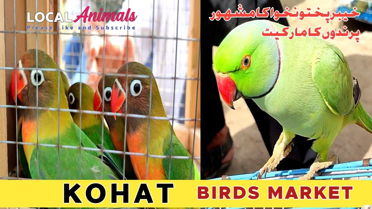 Kohat Birds Market complete video | LOCAL ANIMALS