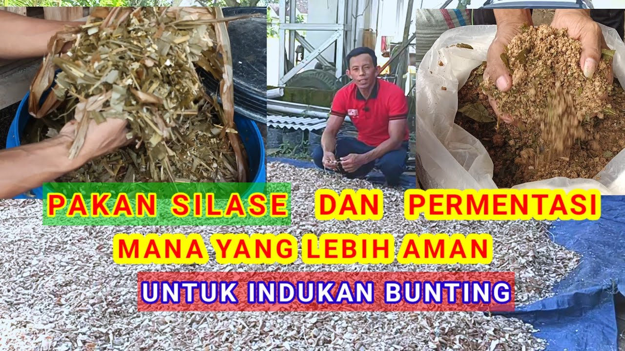 Bedanya Pakan Silase Dengan Permentasi Dan Mana Yang Lebih Baik