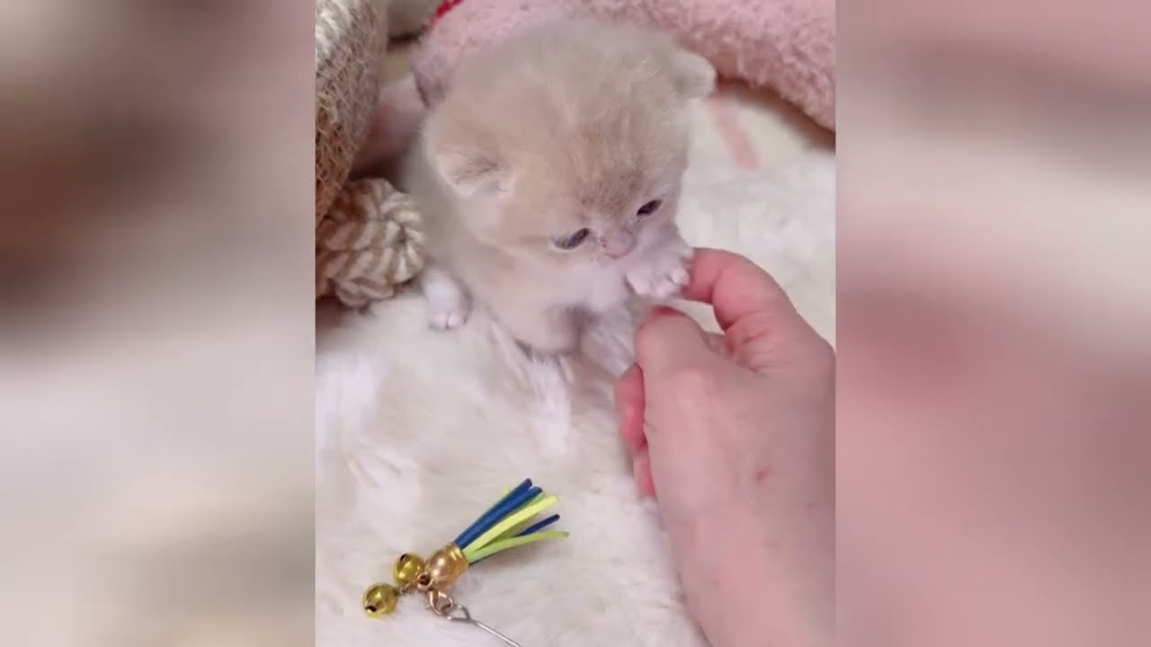 Look at these kittens and forget all of your stress