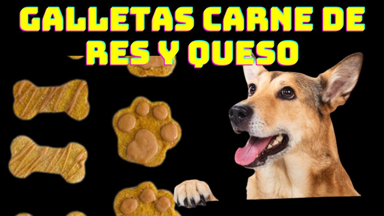 🔴Como preparar Galletas de  carne de res 🥯 y queso para Mascotas