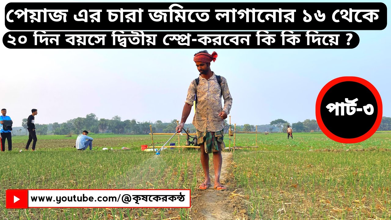 পেয়াজ এর চারা জমিতে লাগানোর ১৬ থেকে ২০ দিন বয়সে দ্বিতীয় স্প্রে-করবেন কি কি দিয়ে ? 