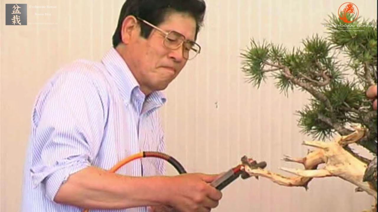 Pinus mugo bonsai: Masahiko Kimura demonstration at Fuji Sato company - by Massimo Bandera