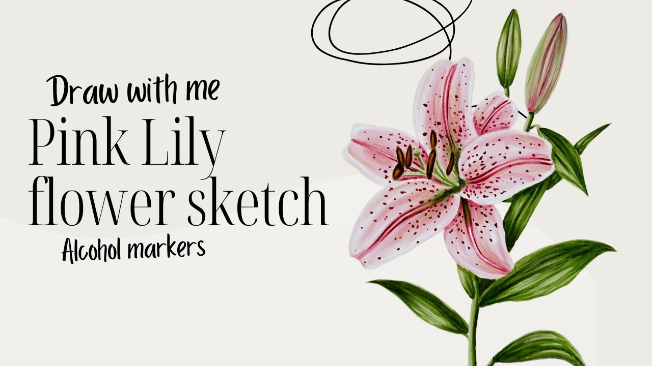 Draw with me: Pink lily flower \ Realistic illustration \ Marker drawing \ Botanical art