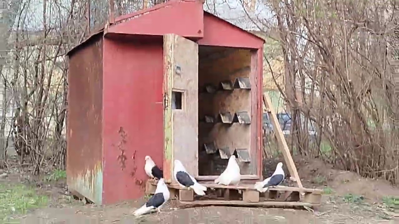 Николаевские голуби бокатые г. Самара