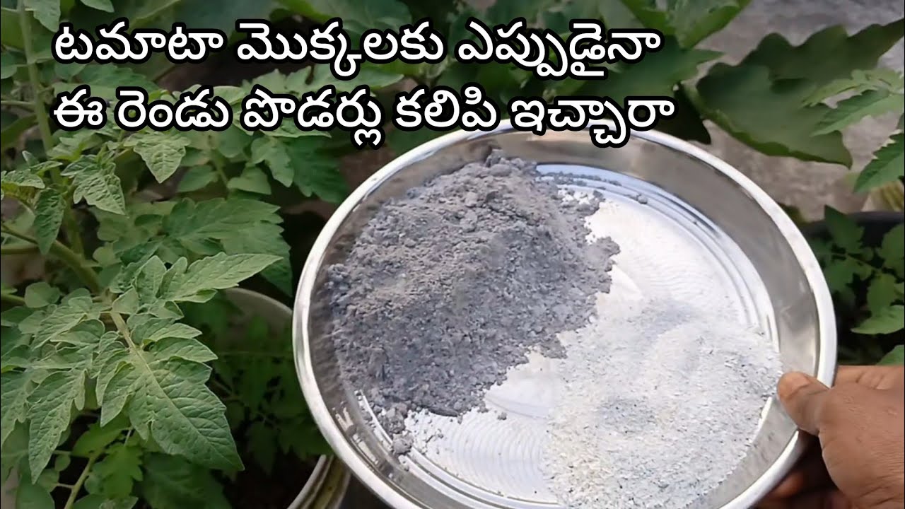 టమాటా మొక్కలకు ఎగ్ సెల్స్ పౌడరు అలాగే బూడిద ఈ రెండూ కలిపి ఇచ్చాను/Ma pushpa thota garden 