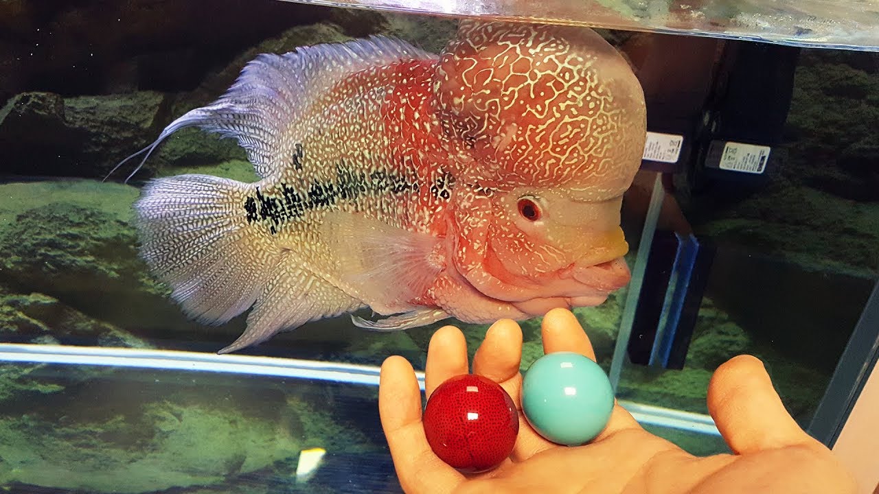 My Flowerhorn Gets a Bigger Tank (Blue or Red?)