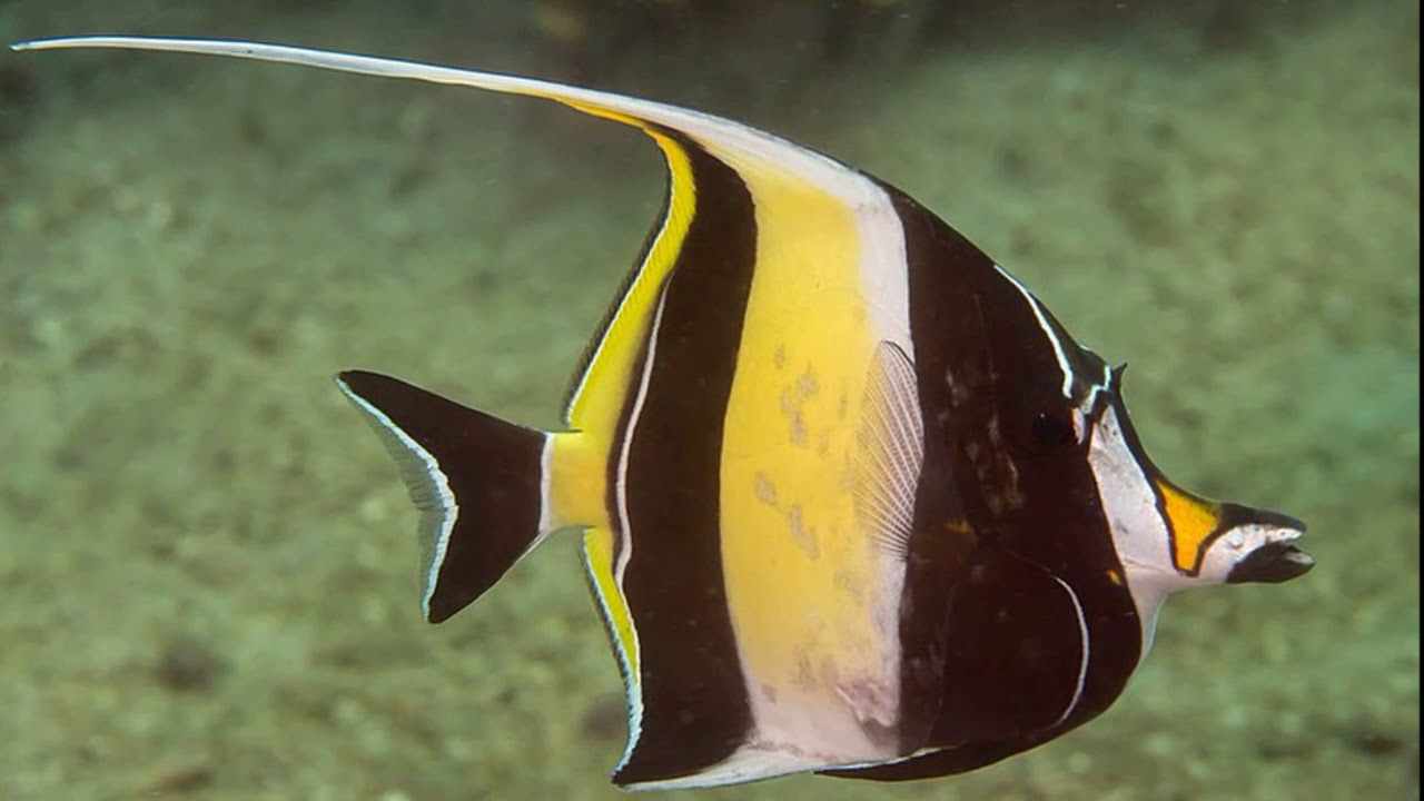 Facts: The Moorish Idol