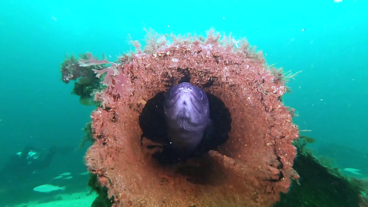 Diving Gulen 2019