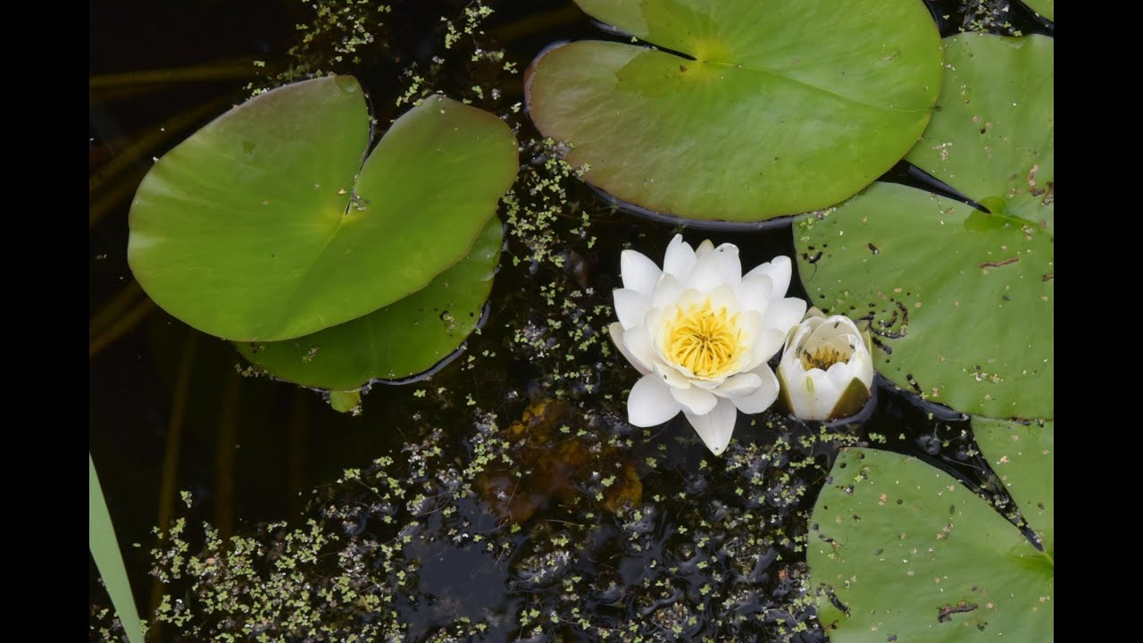 Seerose Teichrose