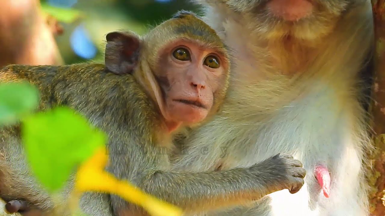 OMG! monkey Janna cry loud she want drink milk she try to touch Jane feed and suck