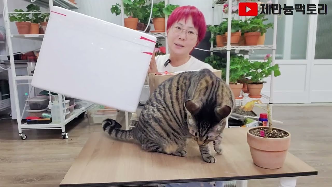 가장 예뻤던 러시아제라늄 다시 구입!