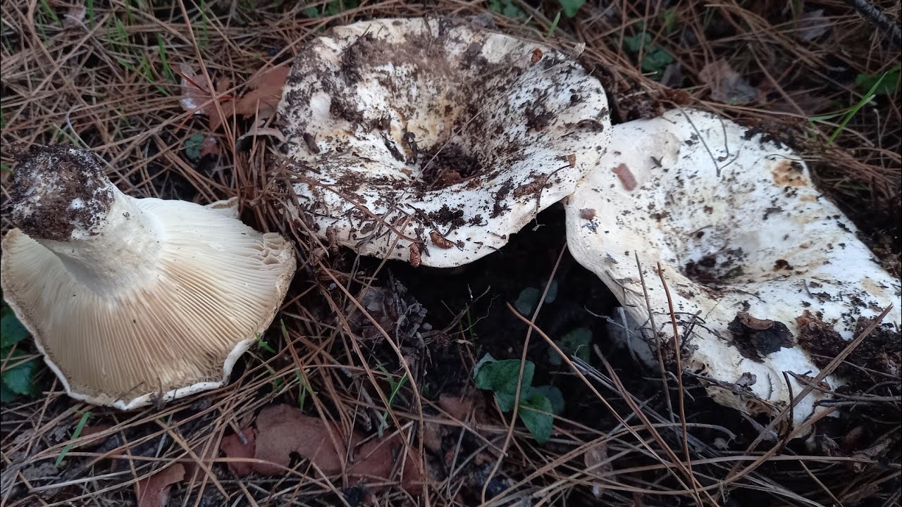 Russula delica. Μανιτάρι φαγώσιμο χαμηλής ποιότητας. 28 Δεκεμβρίου 2022