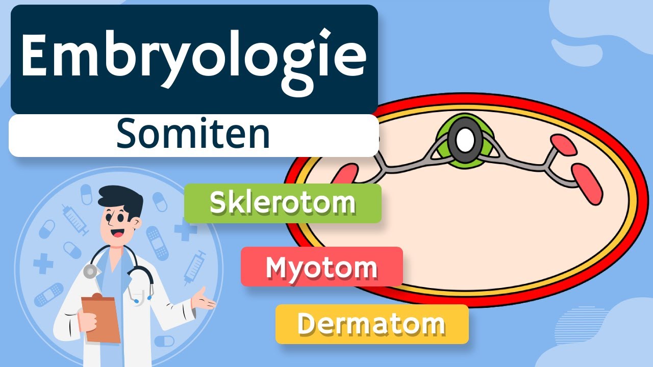 Embryologie - Somiten einfach erklärt