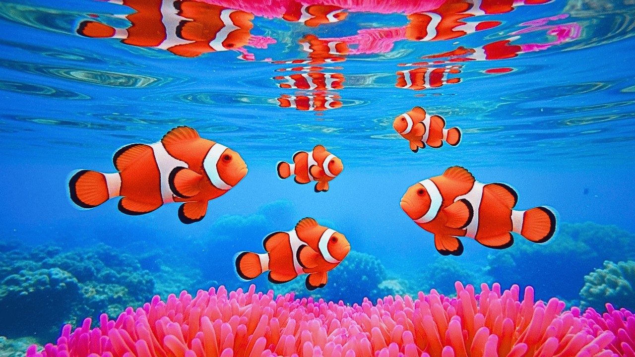 The Best 4K Aquarium 🐠 Discover Stunning Jellyfish,Vibrant Coral Reefs & Exotic Ocean Life