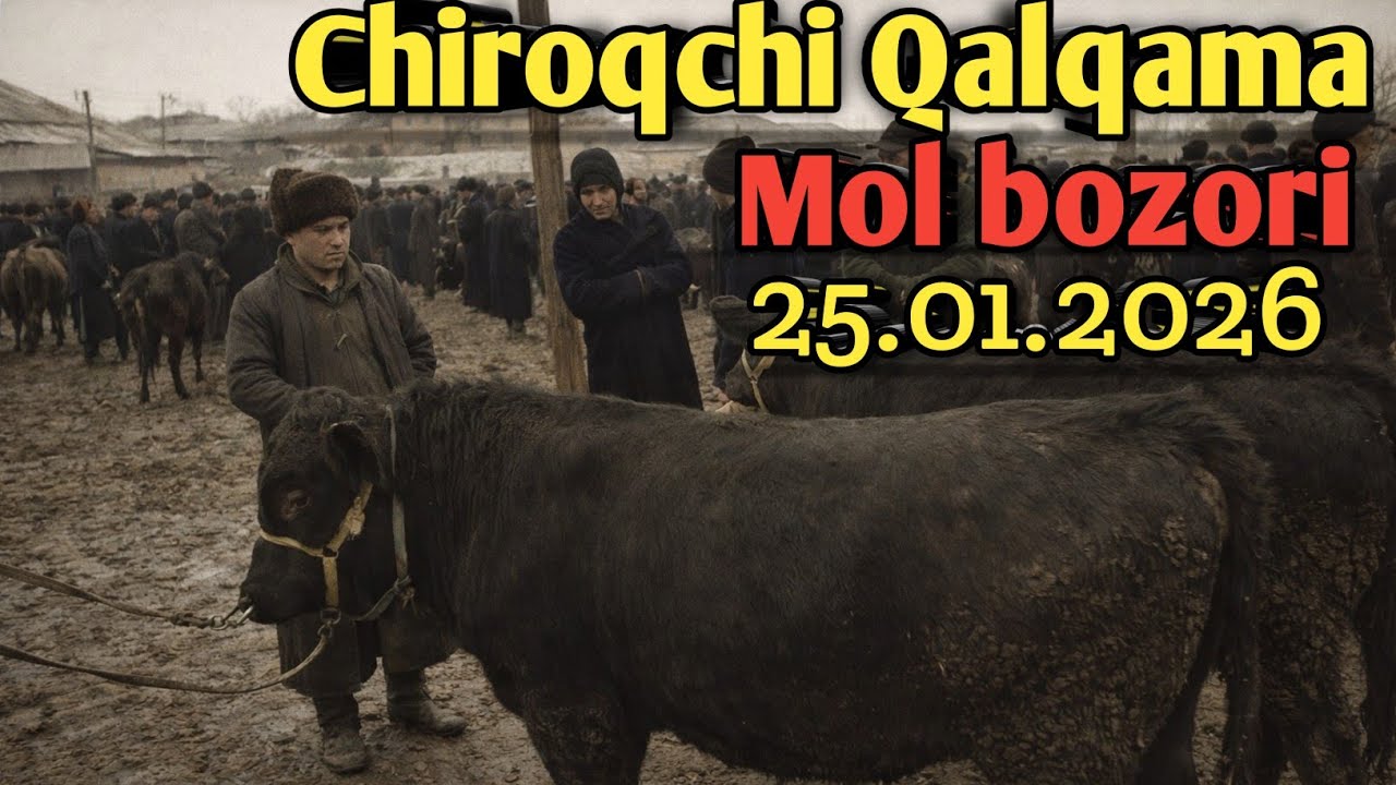2026.01.25.QASHQADARYO VILOYATI CHIROQCHI QALQAMA MOL BOZORI 