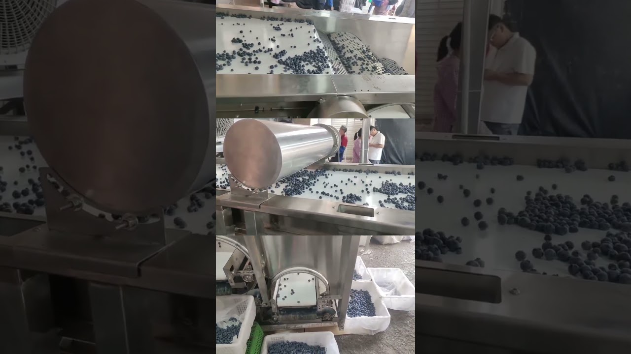 Blueberry sorting machine grading and processing calibration size sorter grader fruit classifier