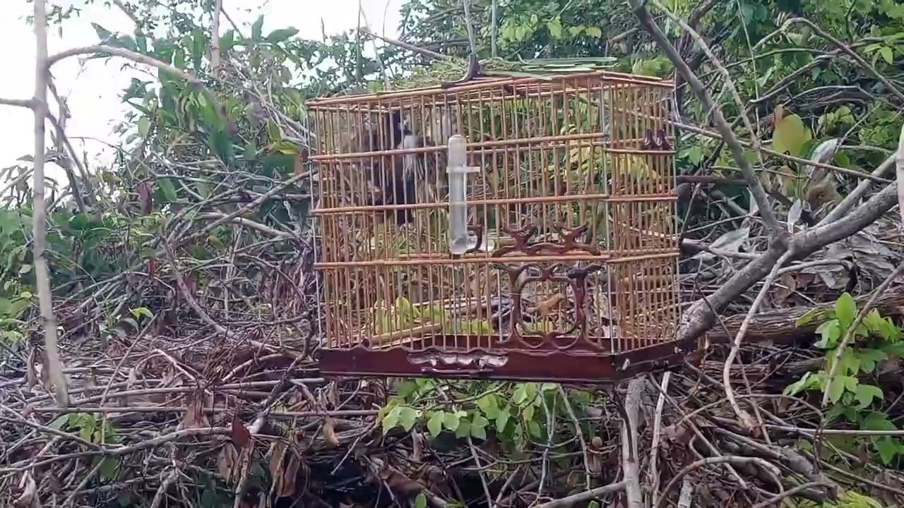 Curió coringa