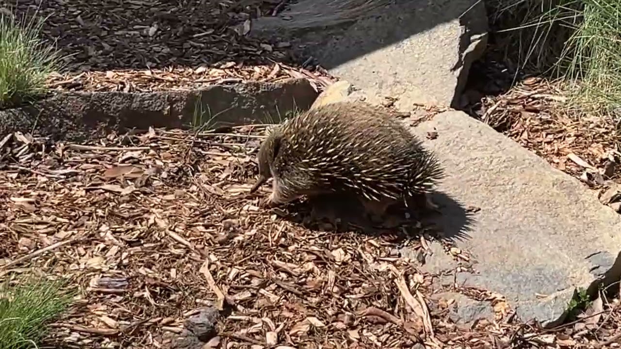 Tasmania - EC Natureworld - Echidna 針鼴