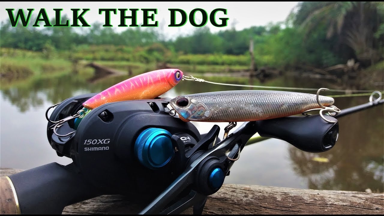Casting Mangrove Jack With Lure Walk The Dog