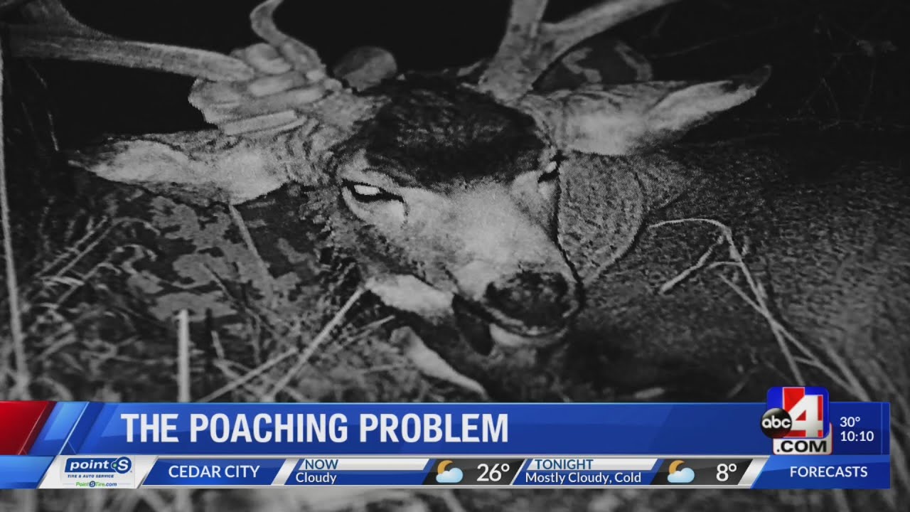 DWR investigating more than 100 big game poaching cases