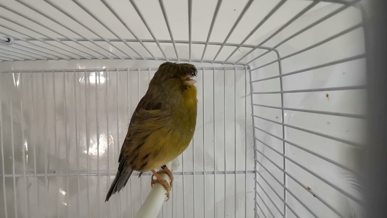 Chants de canari Gloster , song of canary , song of bird