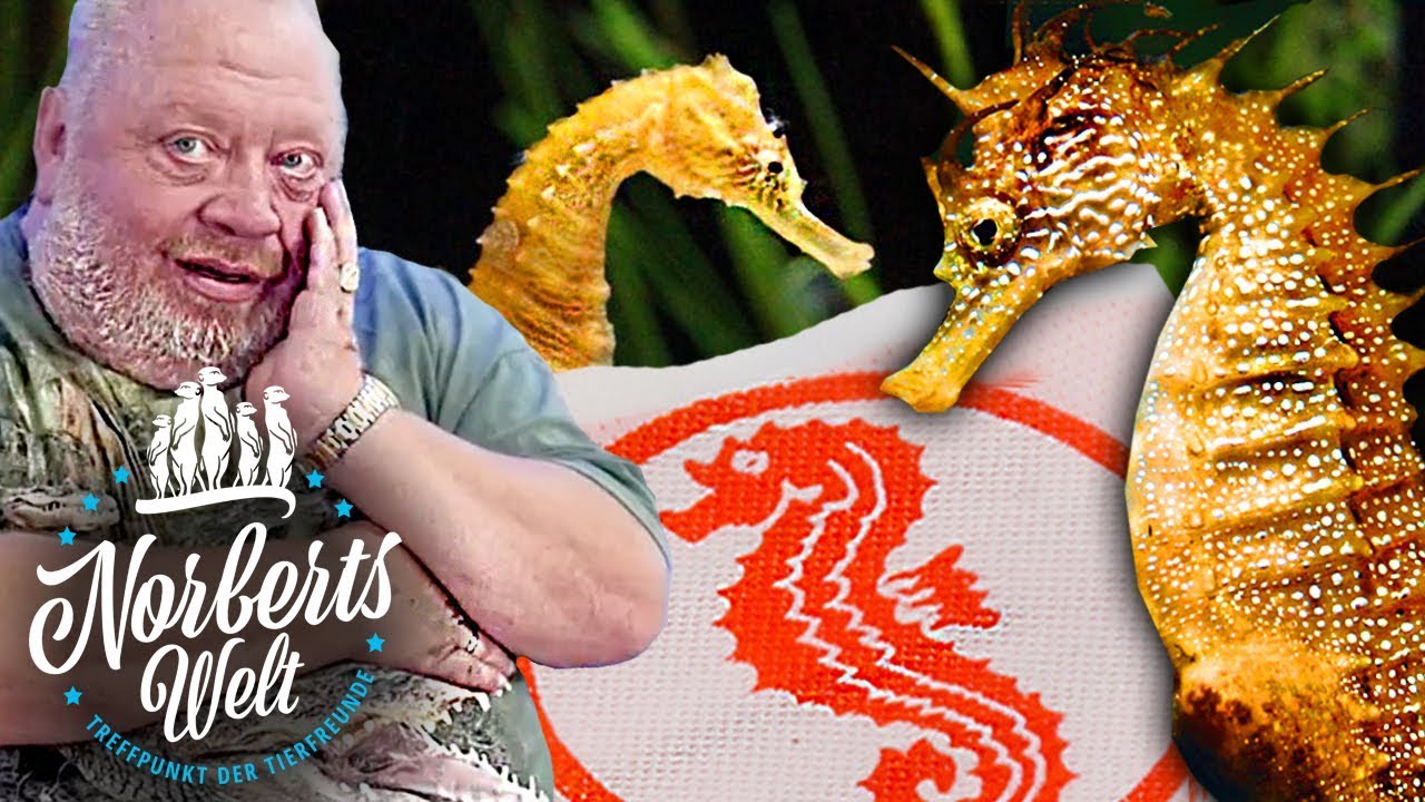Norbert hat SEEPFERDCHEN! | Die LANGSAMSTEN Pferde der WELT | NORBERTS WELT | Zoo Zajac