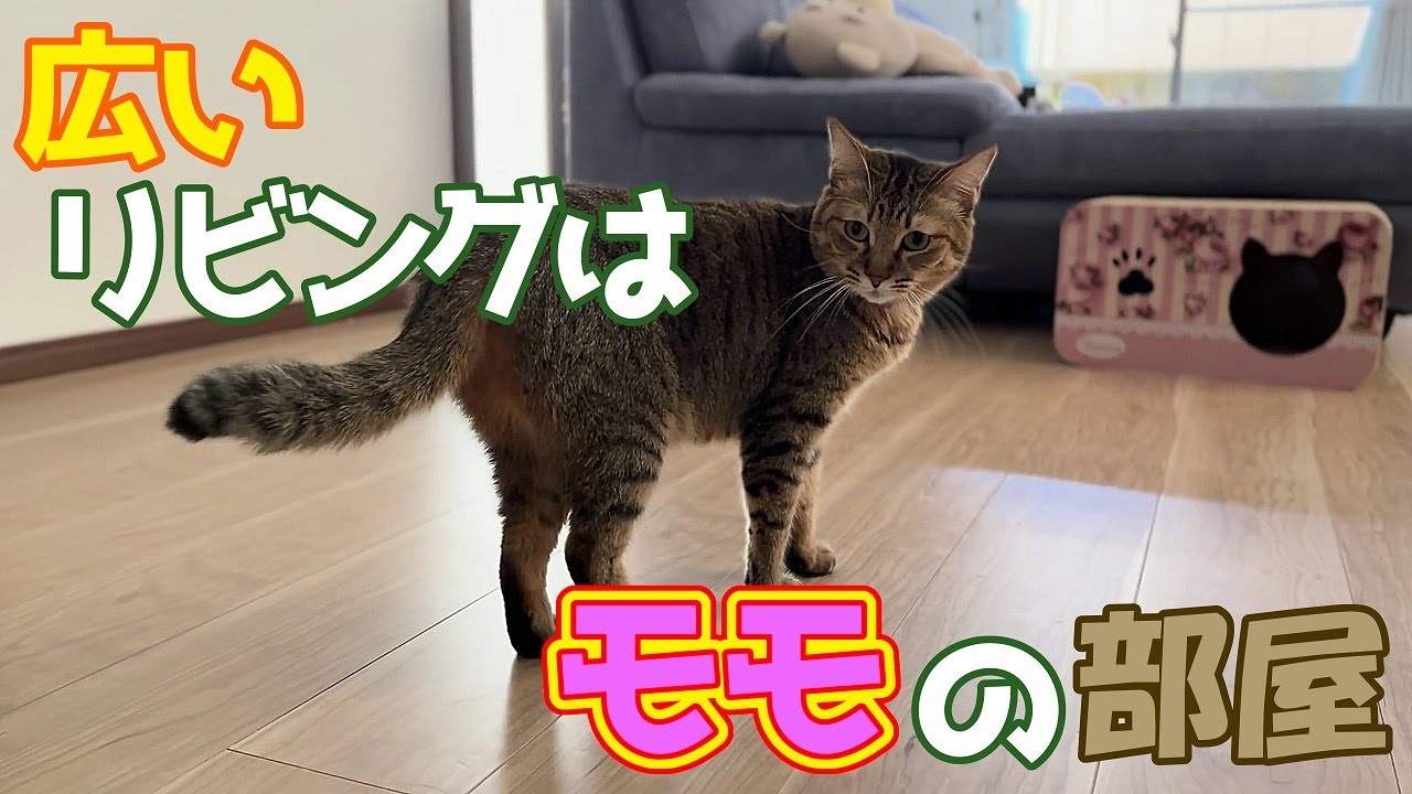 モモの部屋は広いリビングです(=^・^=)