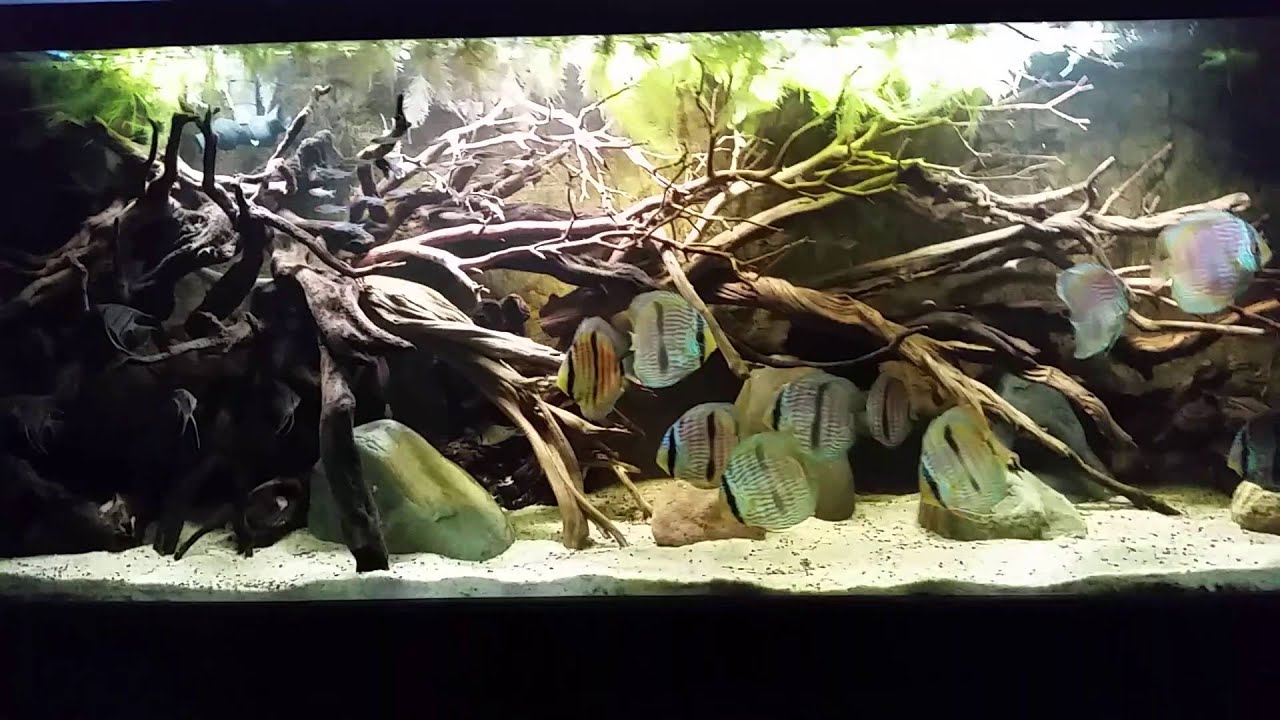 150 Rio Negro biotope update