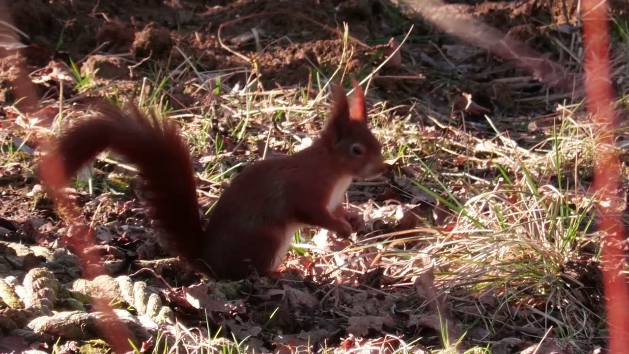 Yorkshire Arboretum February 28th 2025 Shot on the Panasonic X1500 camcorder.